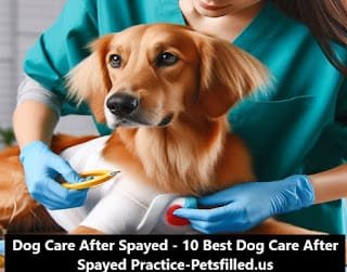 Dog Care After Spayed Surgery - 10 Vet-Approved Practice For a Smooth Recovery