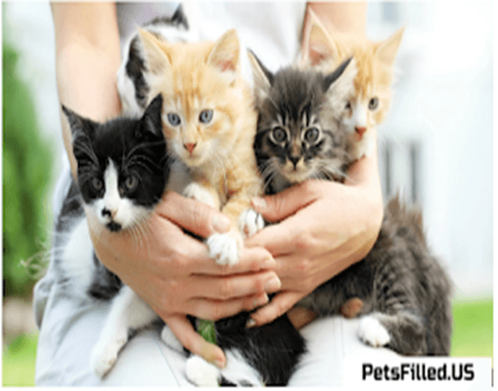 Cat Adoption | The Benefits of Adopting a Senior Cat: Why Older Cats Make Great Pets