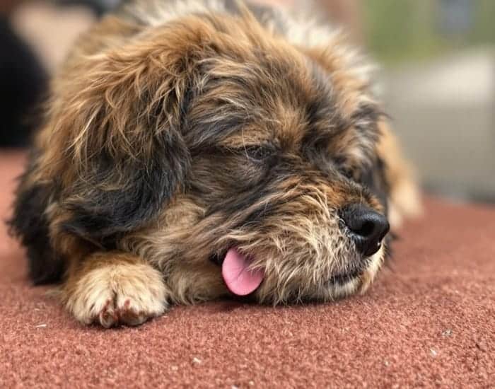 190 Small Dog Names That Are Cute, Unique, and Full of Personality