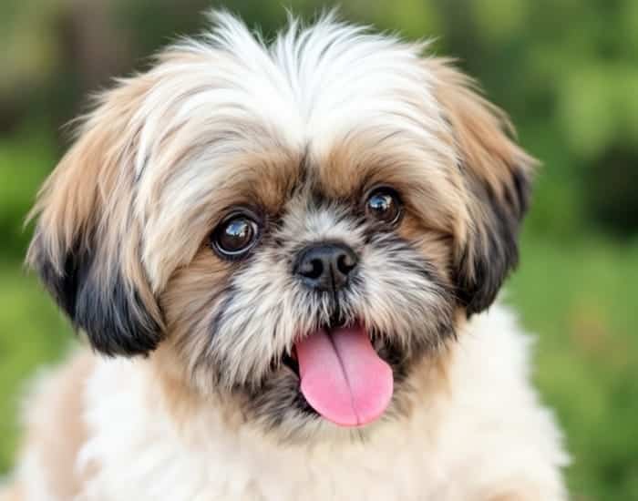 Unique Shih Tzu Names You'll Absolutely Adore for Your Sweet Pup