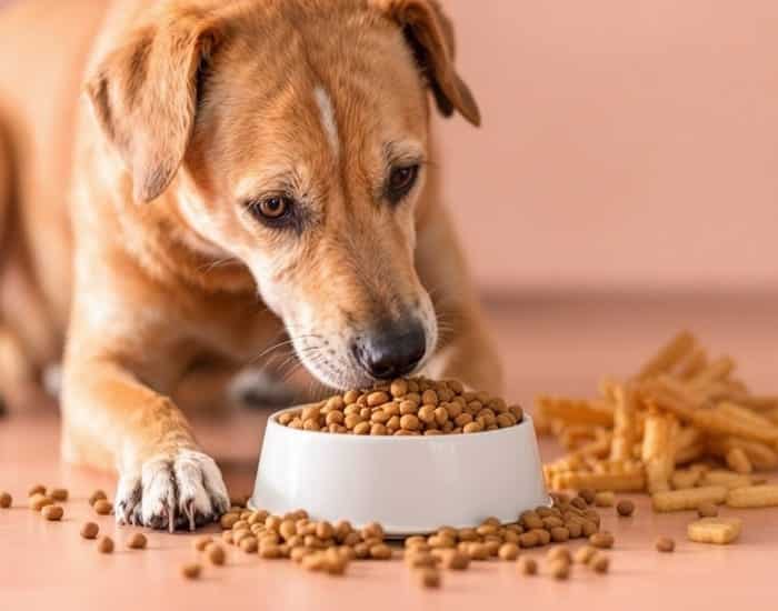 33 Best Dog Food For Skin Allergies That Actually Work (Vet-Backed Advice)