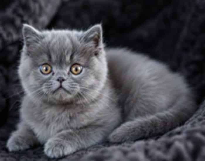 British Blue Shorthair Kittens: 10 Powerful Reasons to Love This Stunning Breed
