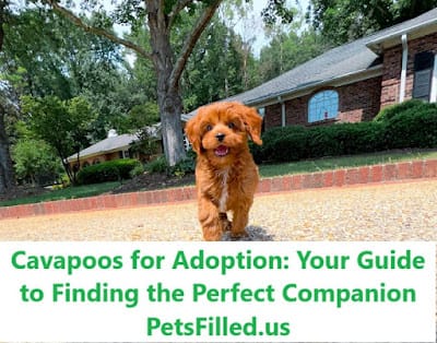 Cavapoos for Adoption: Your Guide to Finding the Perfect Companion