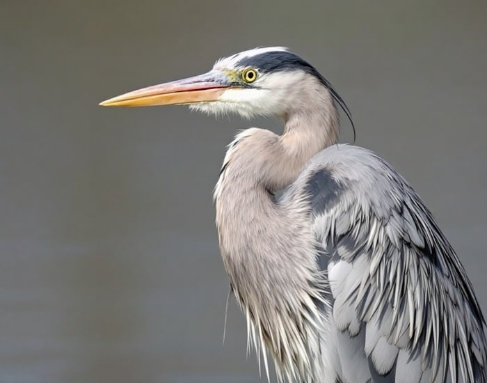 12 Grey Heron Facts That Will Change How You See This Bird