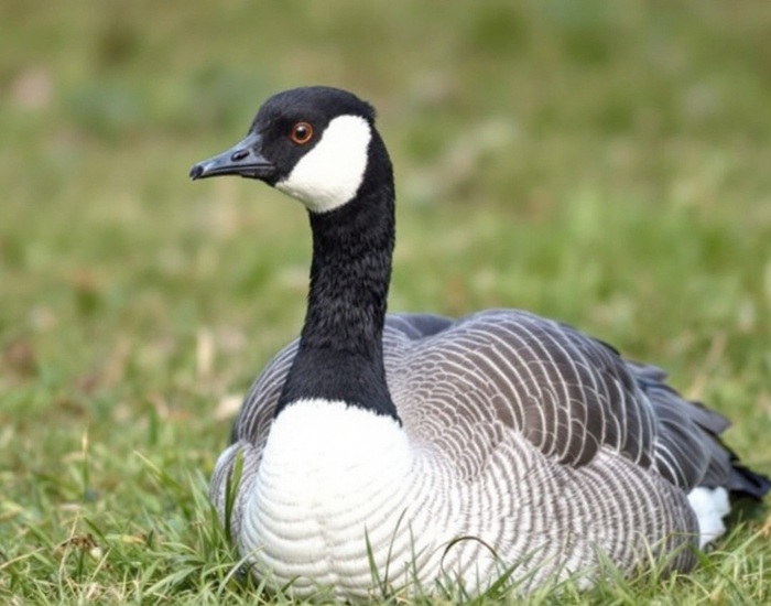Barnacle Goose: 11 Fascinating Facts You Should Know