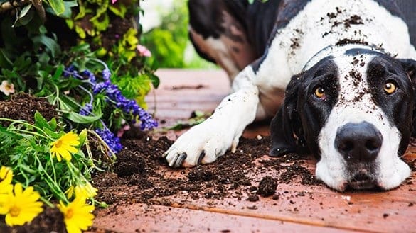 The Ultimate Dog Care Guide: Everything You Need to Keep Your Dog Happy, Healthy, and Thriving