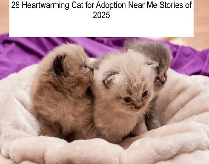 28 Heartwarming Cat for Adoption Near Me Stories of 2025