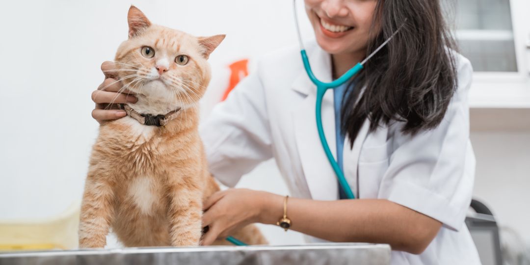 Cat Care Tips for Beginners 2025: Exact 30-Day Plan & Checklist