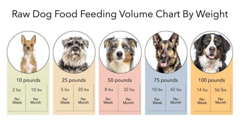 Dog Feeding Guide: 10 Vet-Approved Tips for a Healthier, Happier Pup