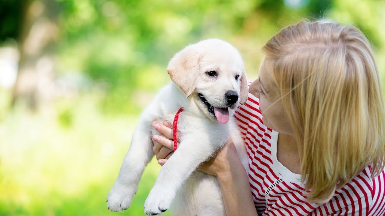 First Time Dog Owner Tips 2025: Complete Checklist & 90-Day Plan