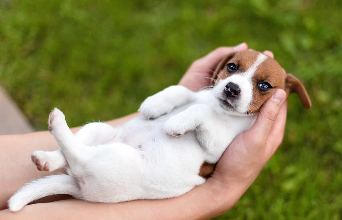 How Much Does a Puppy Really Cost? I Ran the Numbers So You Don’t Have to