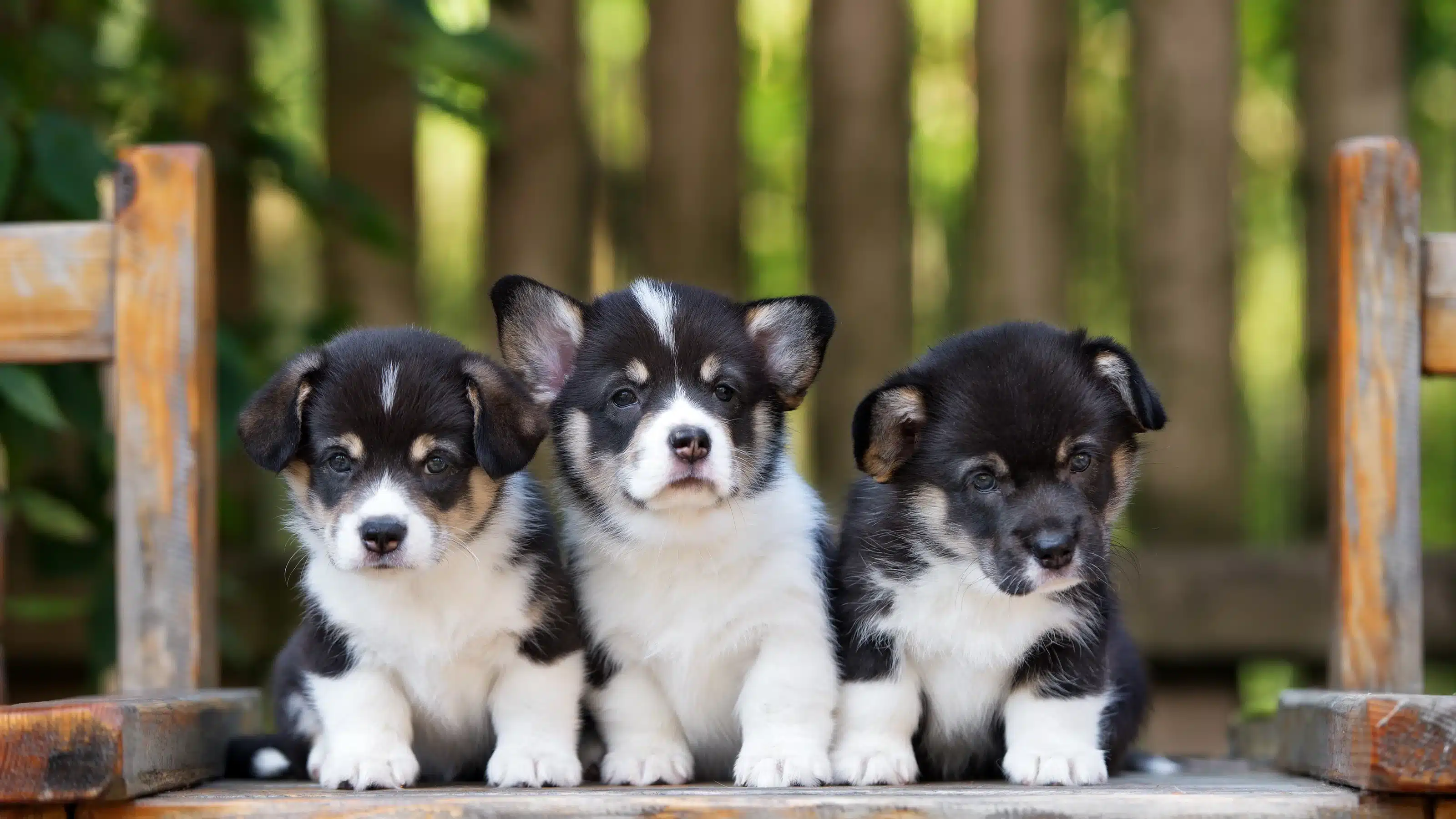 Bred Puppies: Find a Responsible Dog Breeder & Avoid Scams (2025 Guide)