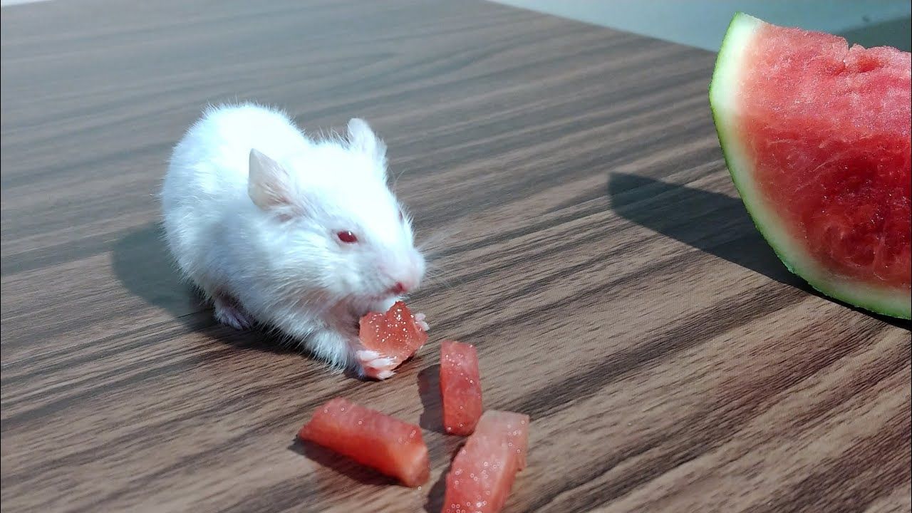Can Hamsters Eat Watermelon? A Refreshing Guide for Pet Owners in 2025