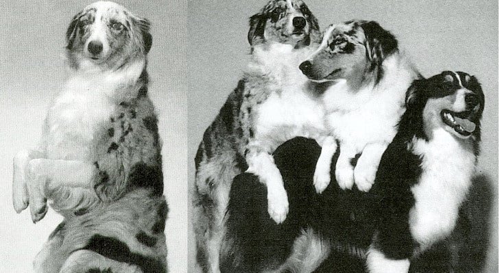 Australian Shepherd standing outdoors