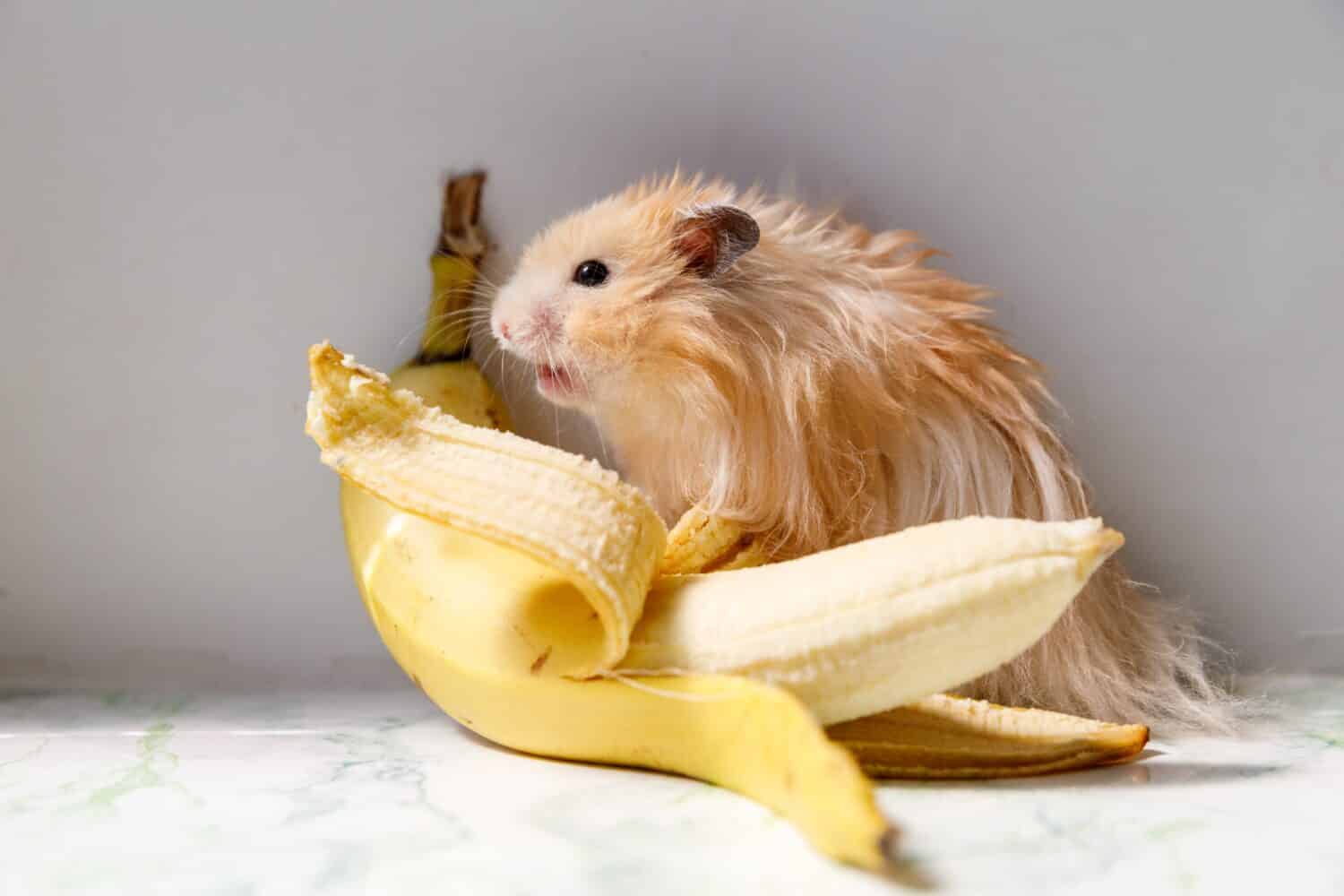 Can Hamsters Eat Bananas? Guide for Responsible Owners