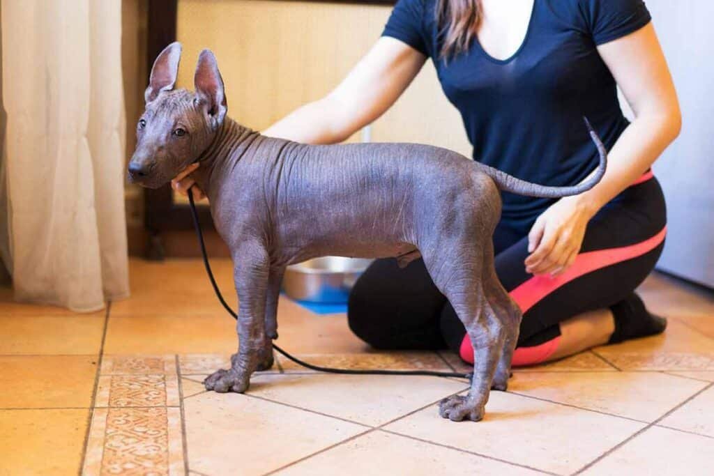 Hairless dog showing exposed skin and sparse coat