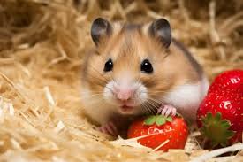 Strawberry cut into a very small hamster-sized portion