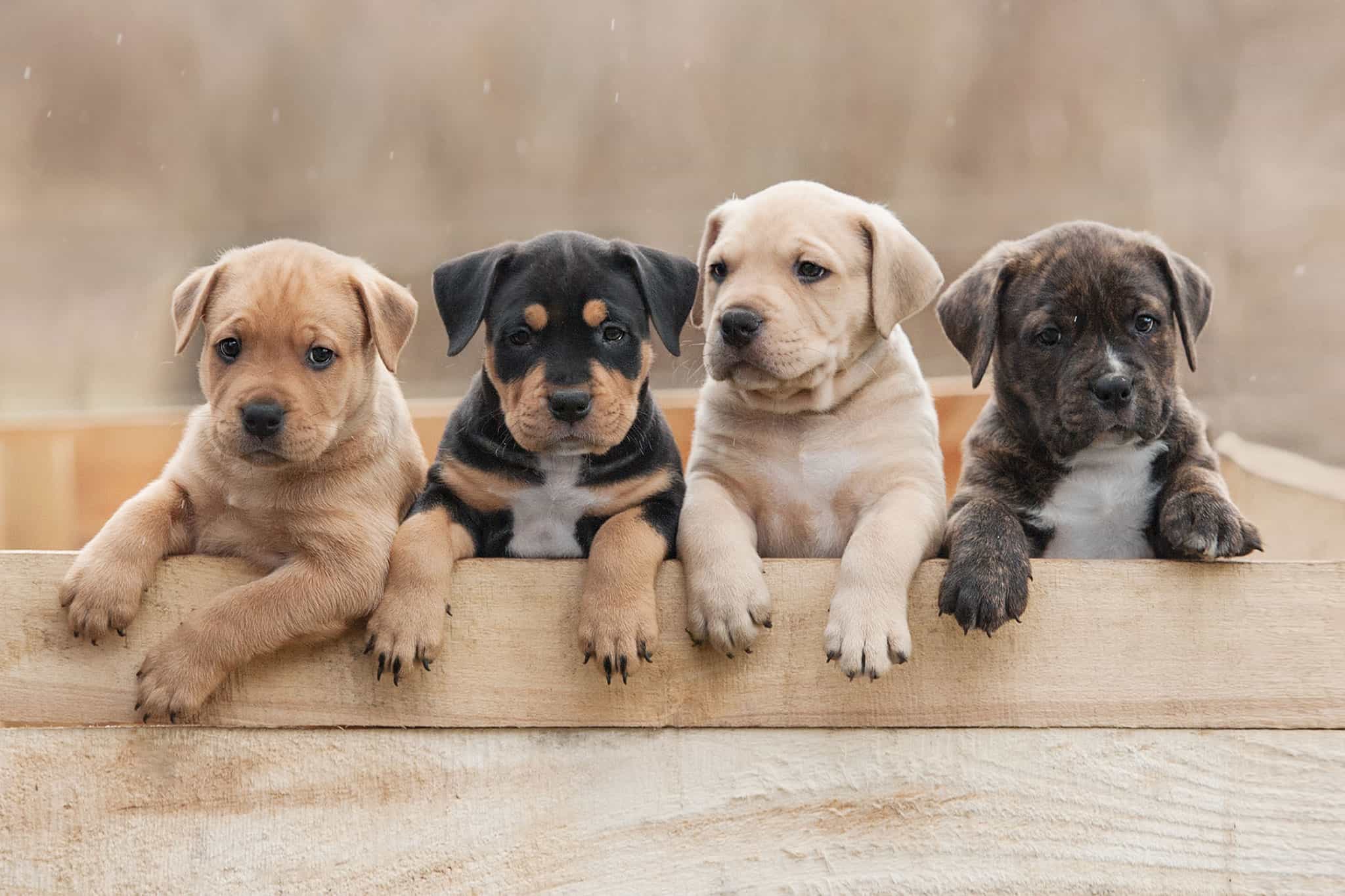 Bred Puppy Trap: How to Avoid 6 RegFlag Scams and Heartbreak