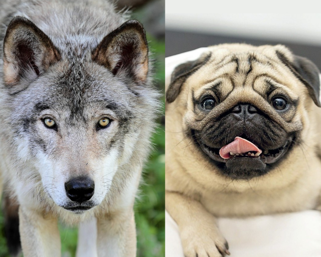 What is the Phylum of a Dog? The Complete Scientific Breakdown