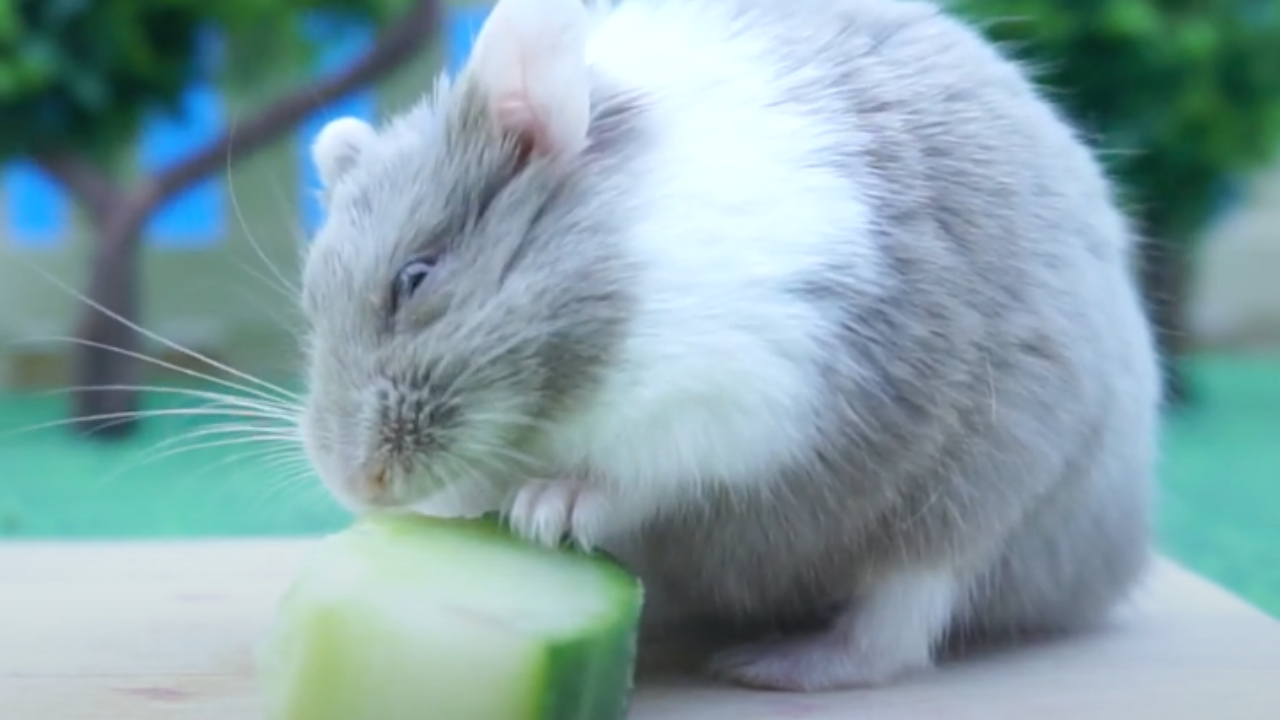Can Hamsters Eat Cucumber? Daily Hydration Guide + Preparation Tips (2025)