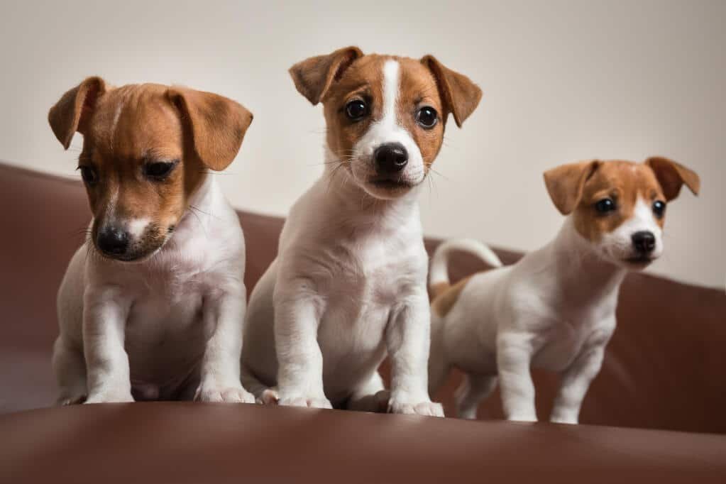 Jack Russell Terrier outdoors