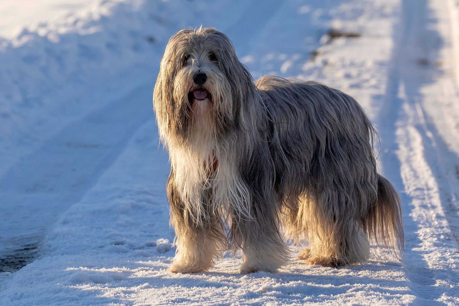 Hunde Dog Mastery: Unlock the Power of Germany's Elite Canine Companions