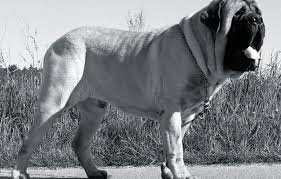 German-origin dog representing the term Hunde
