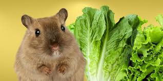 Leaf lettuce prepared in a tiny portion for a hamster
