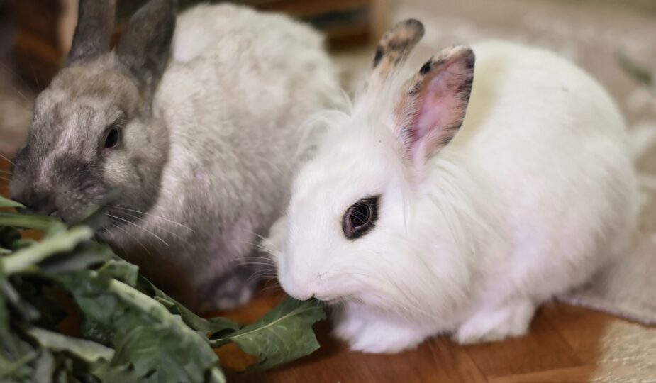 Lionhead Rabbits: 5 Complete Care Guide & Breed Facts - PetsFilled Us