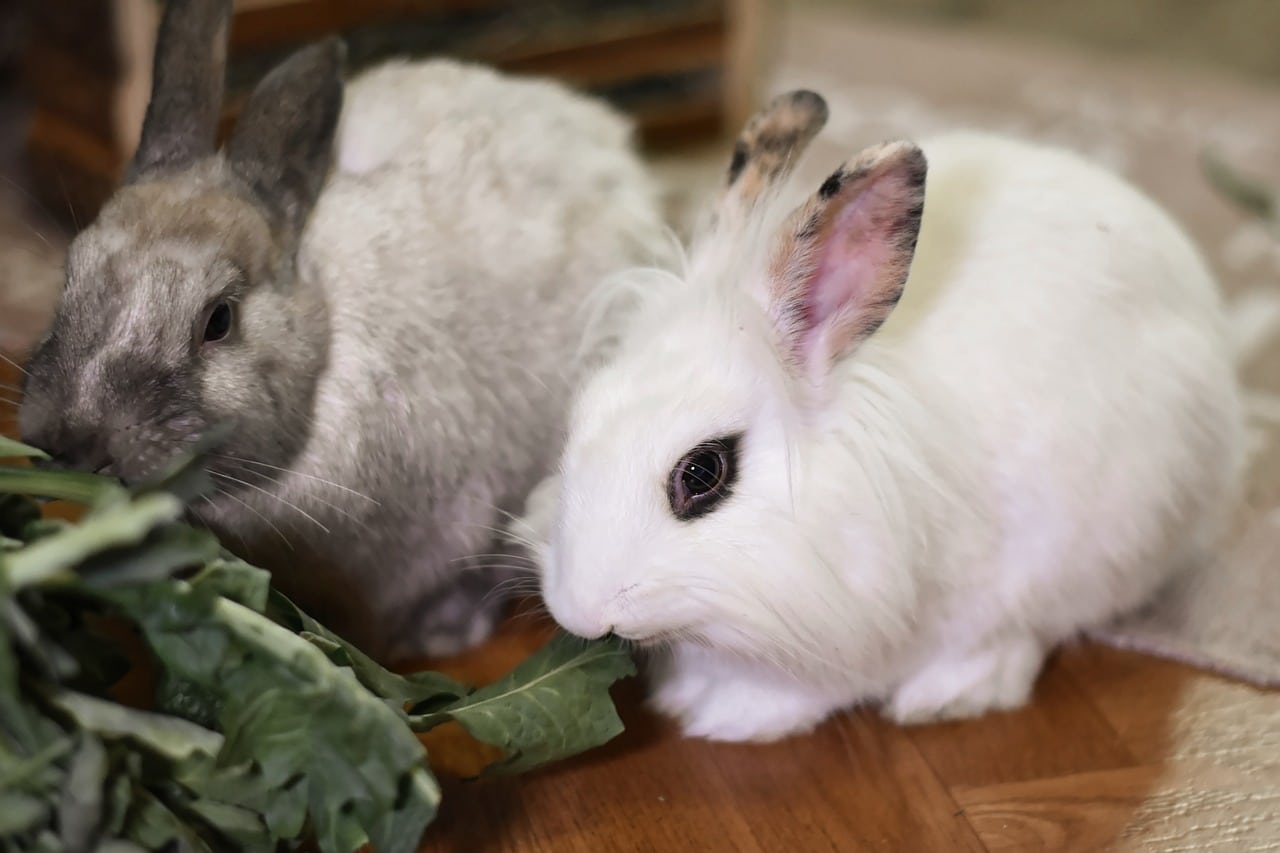 Lionhead Rabbits: 5 Complete Care Guide & Breed Facts
