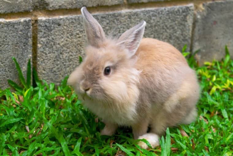 Lionhead Rabbits: 5 Complete Care Guide & Breed Facts