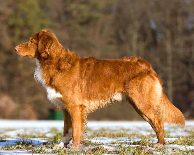 Nova Scotia Duck Tolling Retriever: The 2025 Definitive Breed & Care Guide