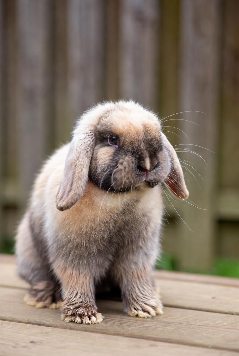 Holland Lop Rabbit: Your Happy, 7 Essential Healthy Care Guide