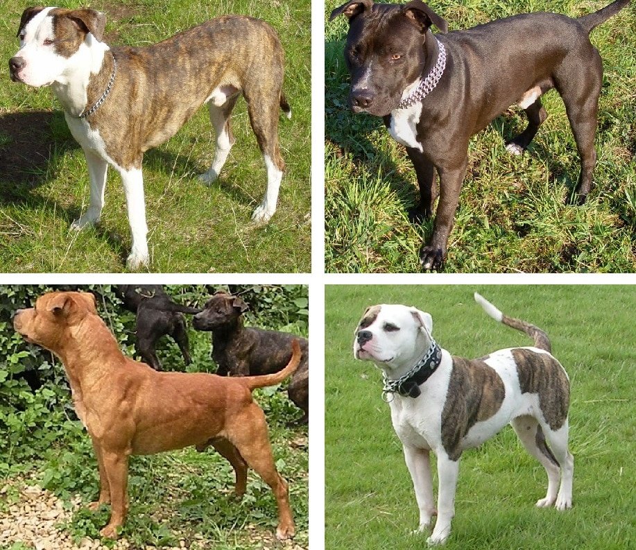 Short-coated muscular dog representing dogs commonly described as pit bulls
