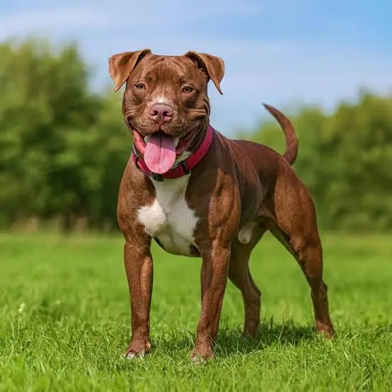 Pitbull Breeds: The 2025 Definitive List of 4 Purebreds & 6 Top Mixes