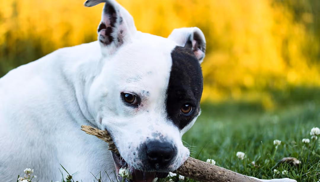 Staffy vs Pitbull: 11 Side-by-Side Comparisons on Size, Temperament & Care