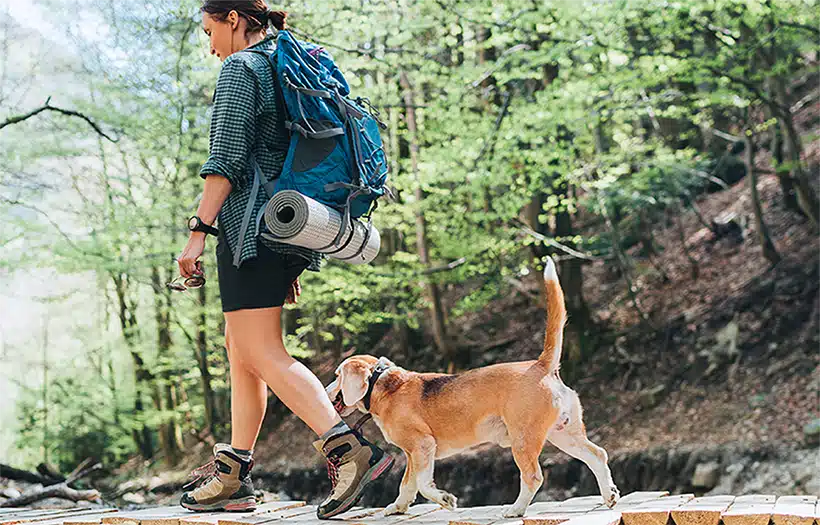 Best Dog Breeds for Hiking and Wilderness Exploration: Expert Guide
