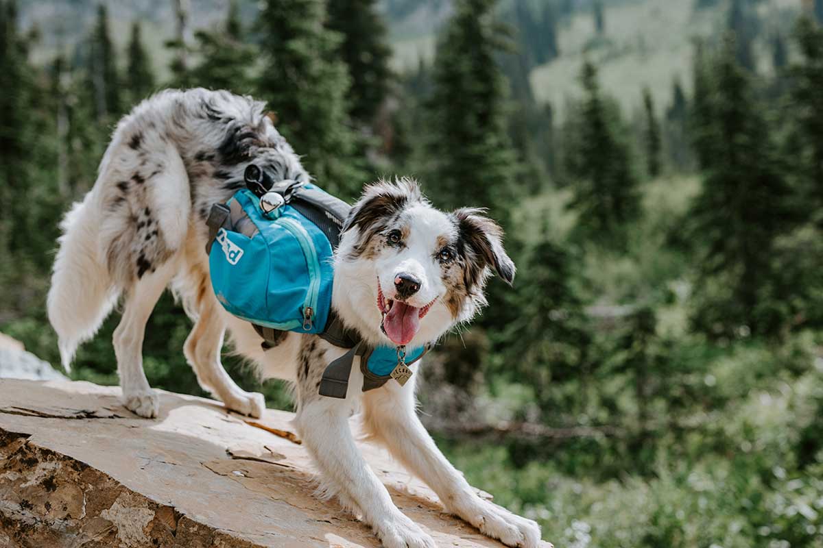Best Dog Breeds for Hiking and Wilderness Exploration: Expert Guide