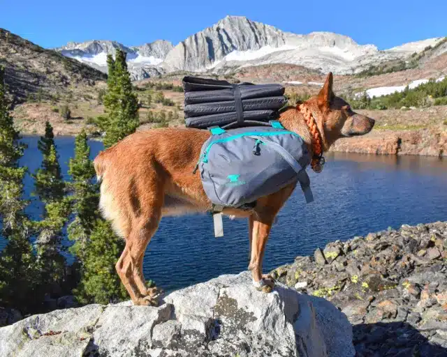 Best Dog Breeds for Hiking and Wilderness Exploration: Expert Guide
