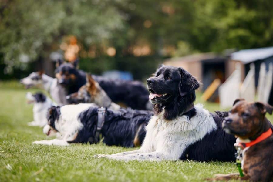 Large companion dog relaxing with a family