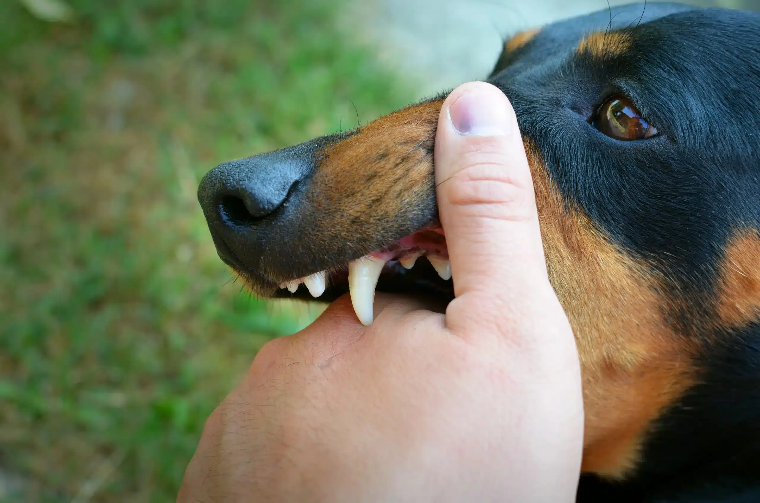 2026 Dog Bite Research: Breed Statistics vs. Reality for Responsible Owners