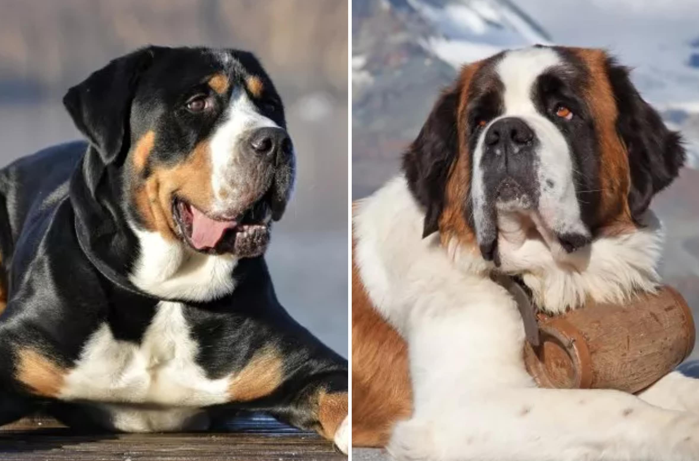 Large Companion Dogs: Top 8 Breeds for Families and Companionship (2026)