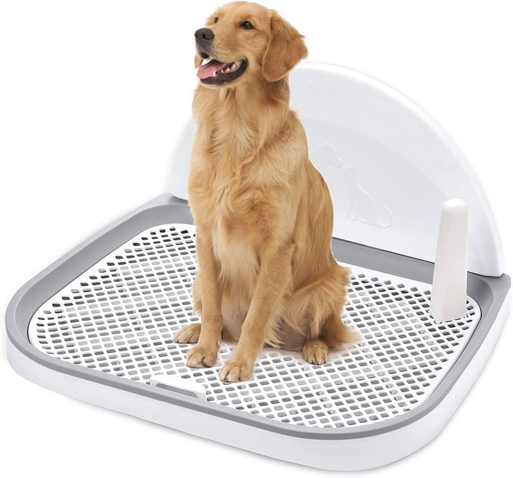 When Your Puppy "Forgets" Everything: What Potty Training Regression Really Means