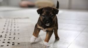 Puppy outdoors during calm reward-based potty training