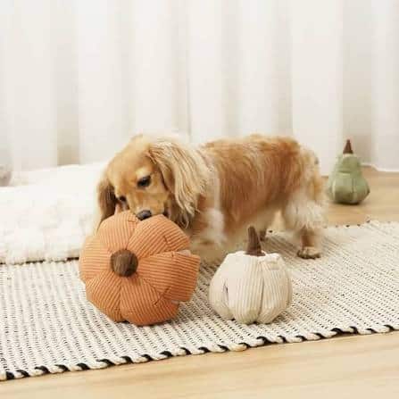 Puppy playing with enrichment toys indoors on rainy day