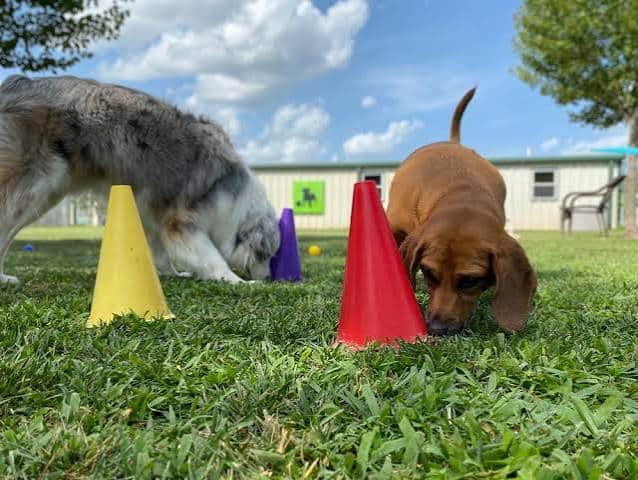 Canine DIY Enrichment: 15 Easy Homemade Activities to Keep Your Dog Happy