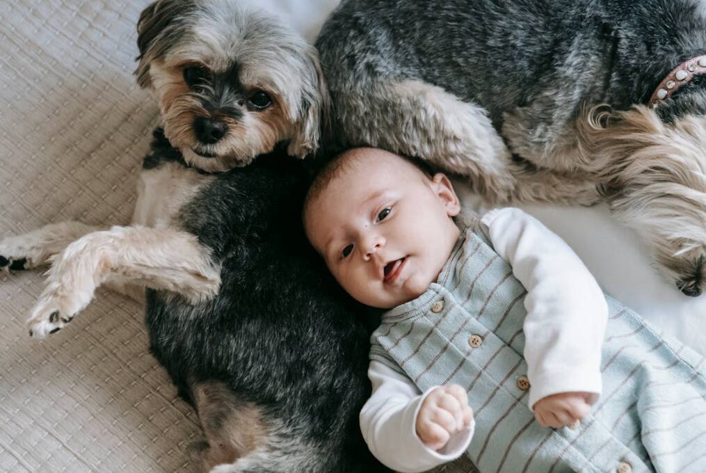 Dogs and Babies: Safely Managing the Introduction and Growth Stages