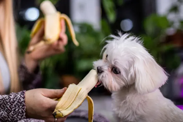 Can Dogs Eat Bananas? Safe Portions, Benefits and Risks