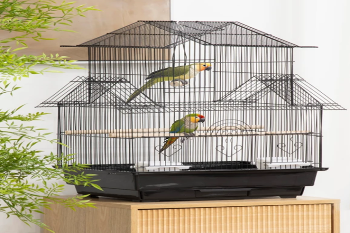 Companion bird cage placed in a bright, calm household room