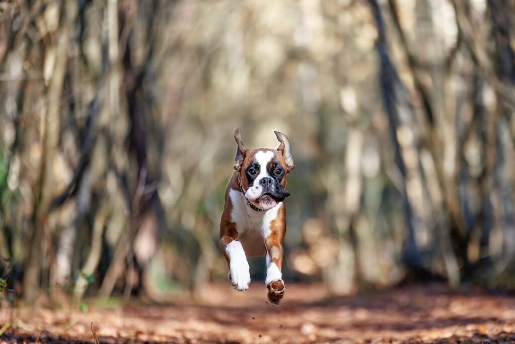 Athletic dog running along a forest path during exercise